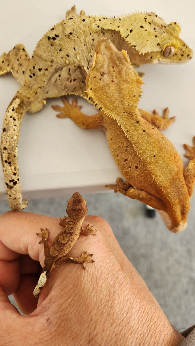 スダコンガ tweet media