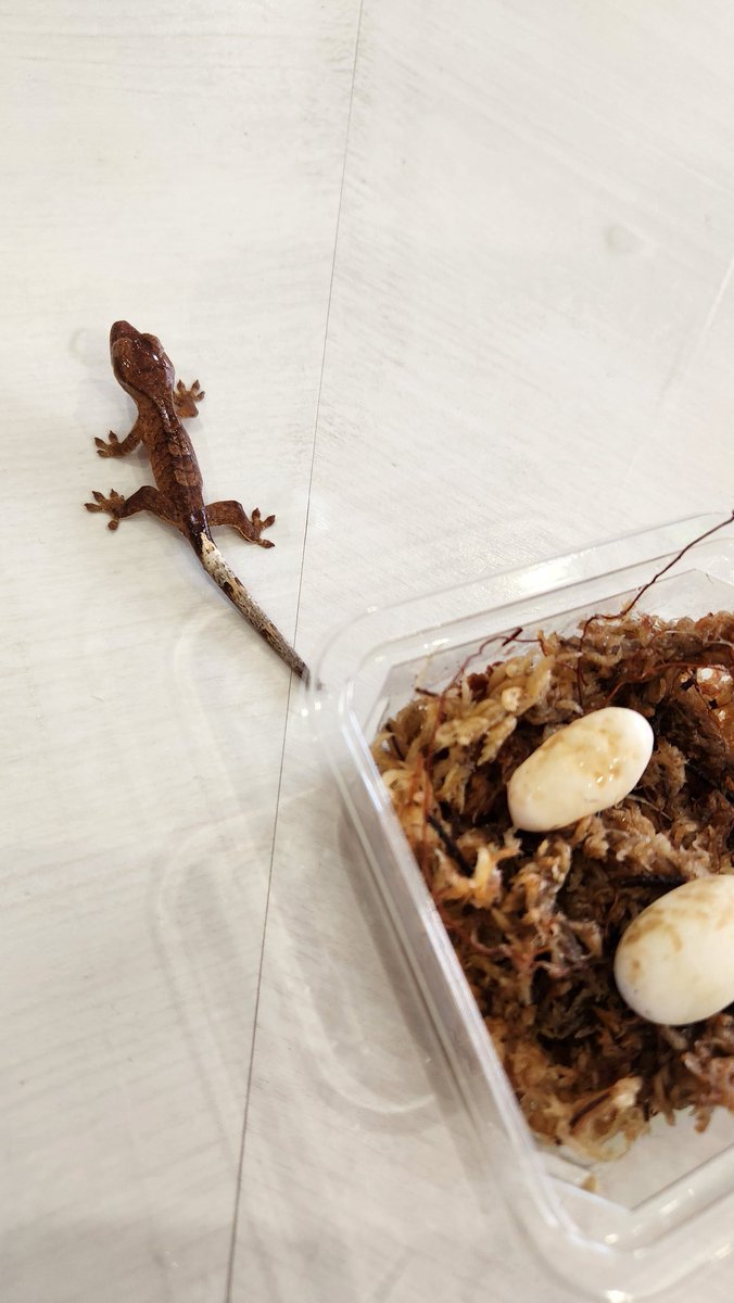 スダコンガ tweet media