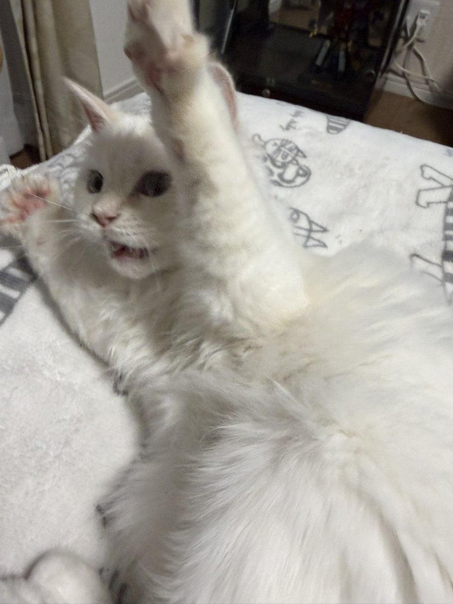 アクト tweet media