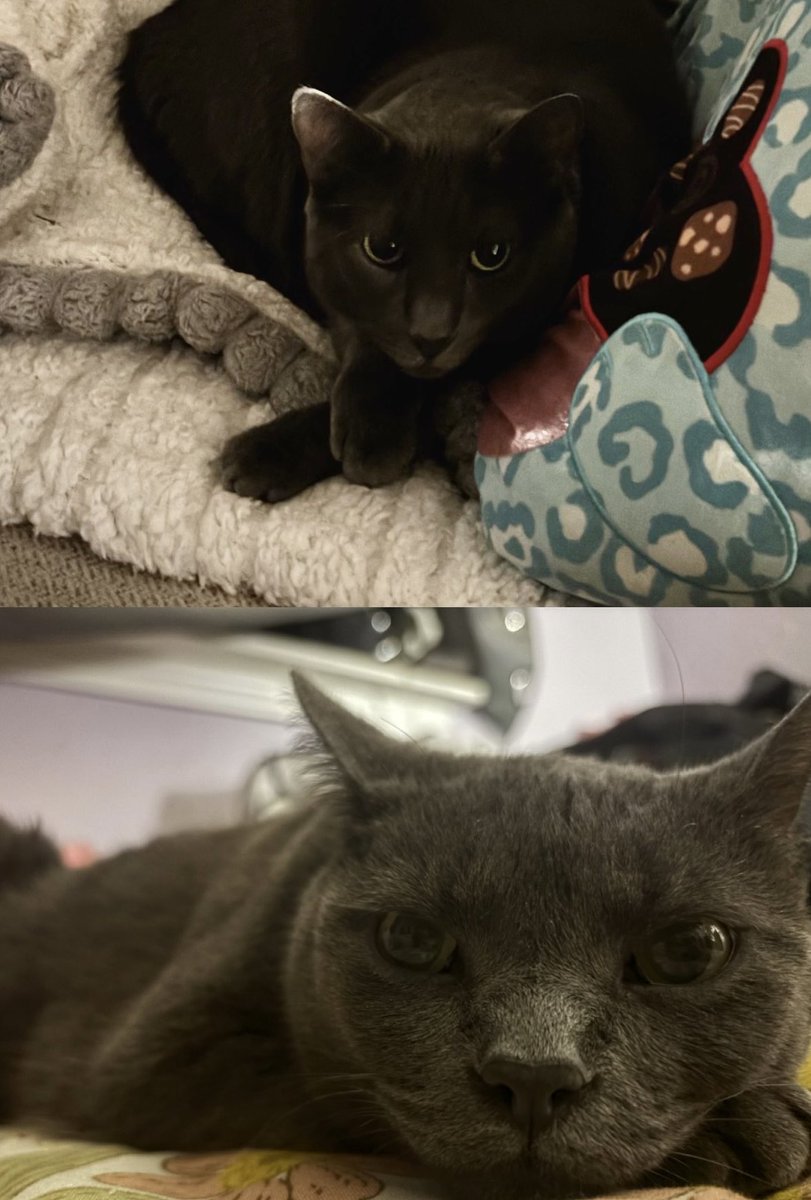 dorian sasha grey tweet media