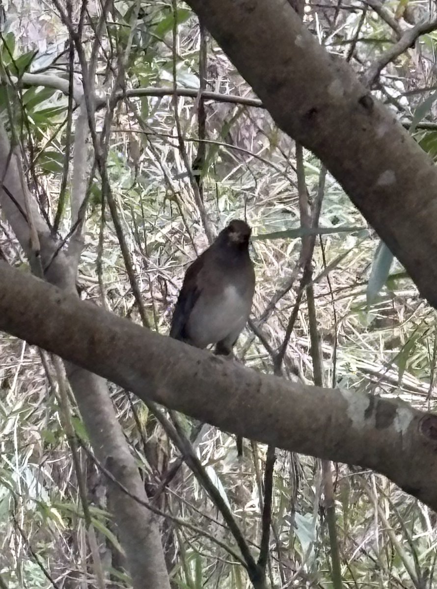 赤池宗／井上みつる tweet media