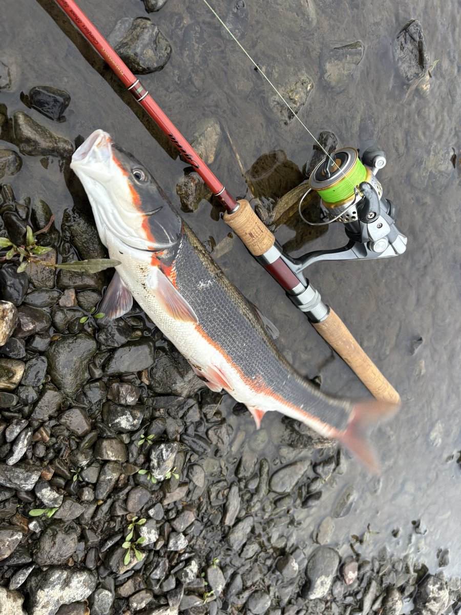 違う川でも探してみる、あんだけいるなら他の川にもいるだろうってね。
んで、数は少なかったですがしっかりいました。こっちはニゴイが多いね。