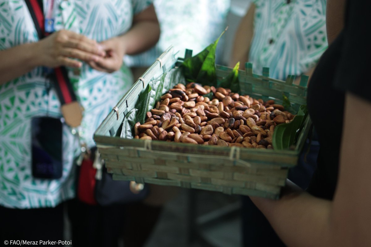 FAOPacific's tweet photo. Last week, 39 🇼🇸Samoan farmers &amp; processors participated in a workshop to improve #cocoa 🍫processing. 

It was held by the Samoa Federated Farmers Inc. with @FAO's technical support and @GAFSPfund. 

Read more: https://t.co/jU3HM1HyjC https://t.co/fZ5SmY9mzI