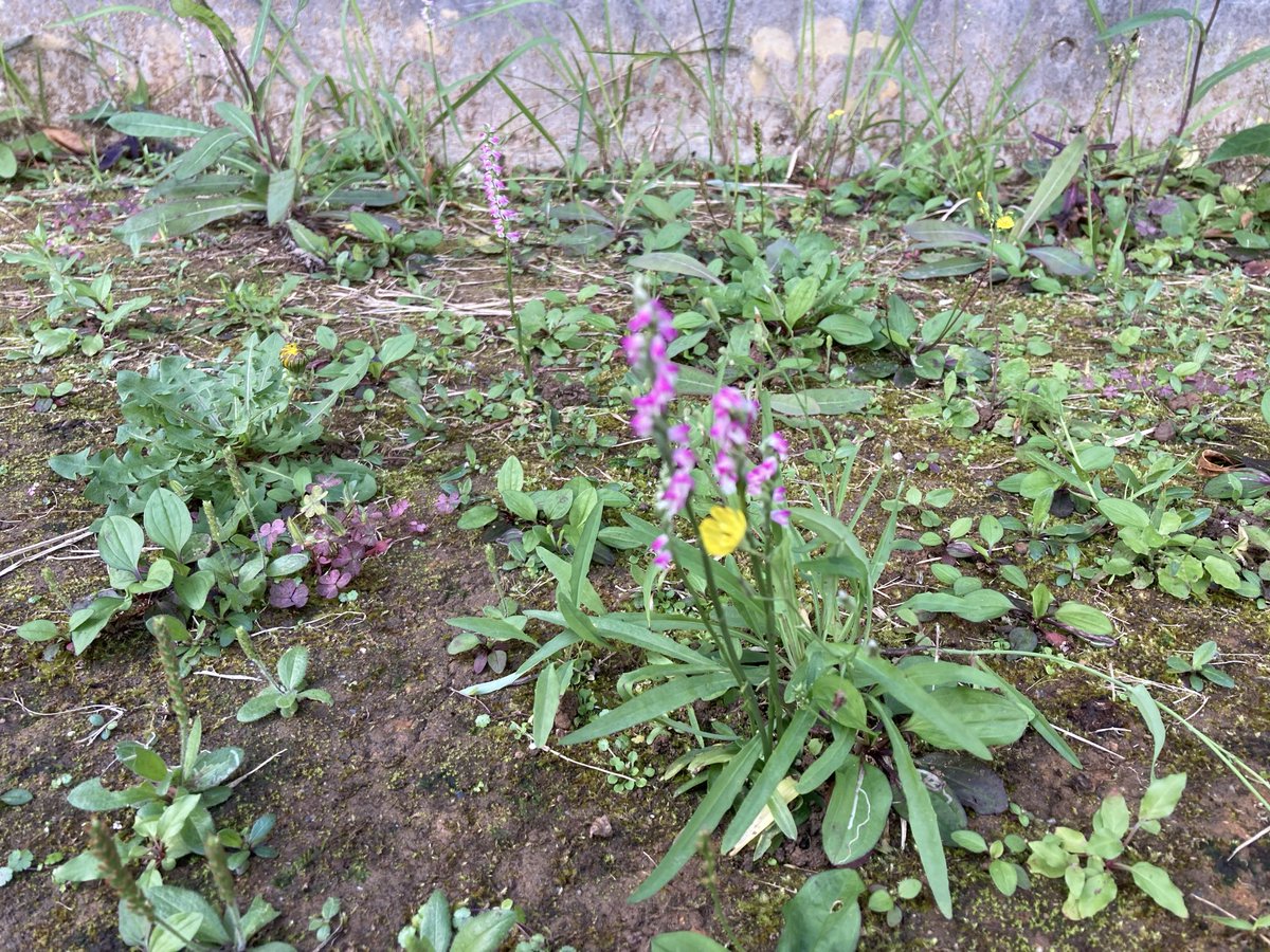 こことは tweet media