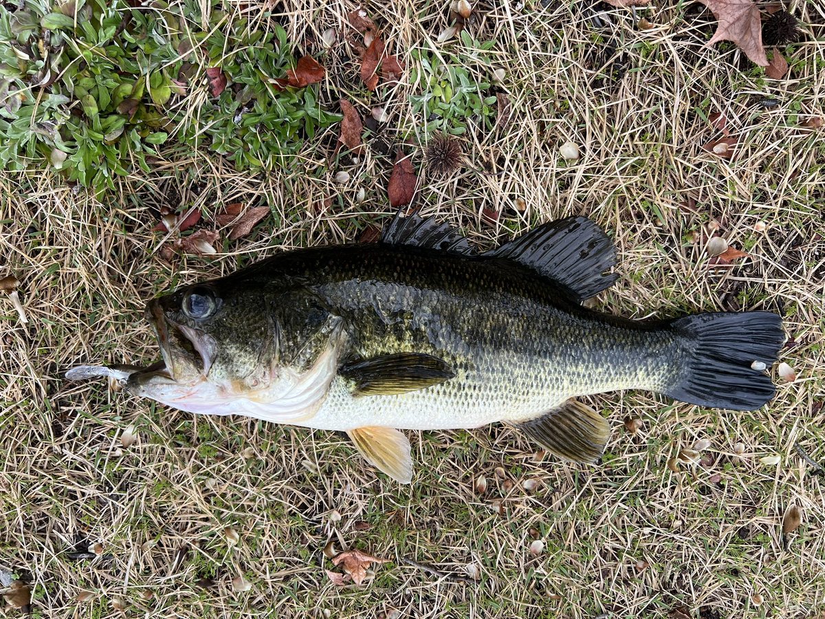 はっせー tweet media