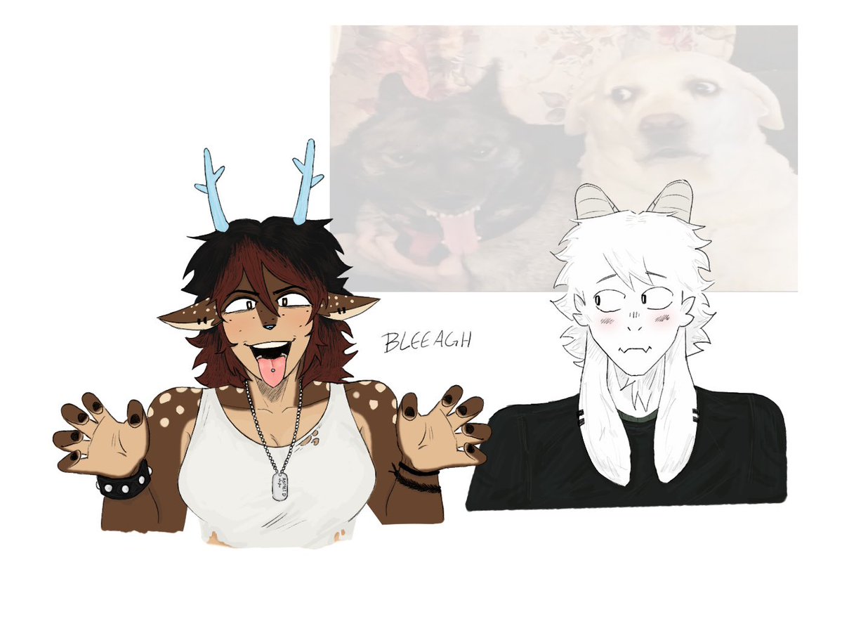 Shephard tweet media