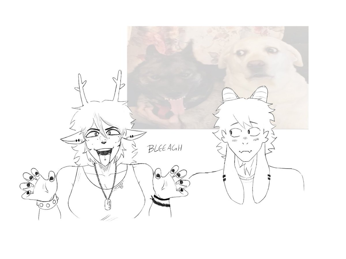 Shephard tweet media