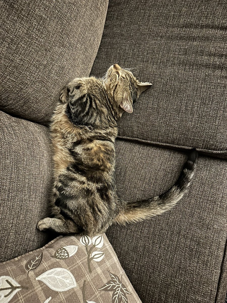 ♡ 𝘝𝘰𝘳𝘢 ♡ tweet media