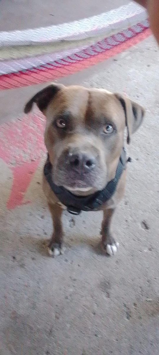 #ServicioSocial
SE BUSCA 

🚨😢 11 DÍAS BUSCANDO A KIWI - POR FAVOR AYÚDENNOS 😢🚨

Ya pasaron 11 días desde que KIWI desapareció y estamos desesperados. 💔

Hemos hecho TODO lo posible:

✅ Buscamos en toda la zona día y noche

✅ Pusimos carteles por todo el vecindario

✅