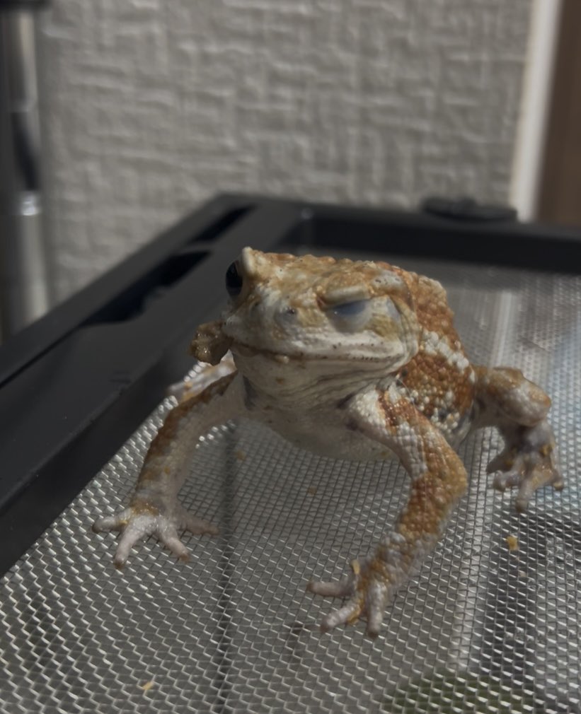flog_rep's tweet photo. ご飯食べる時🥴になっちゃう末っ子
#ミヤコヒキガエル https://t.co/caBJxLXURg