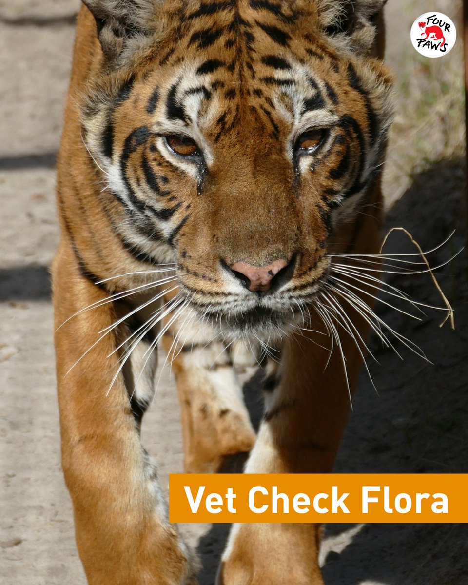 FOUR PAWS Australia tweet media