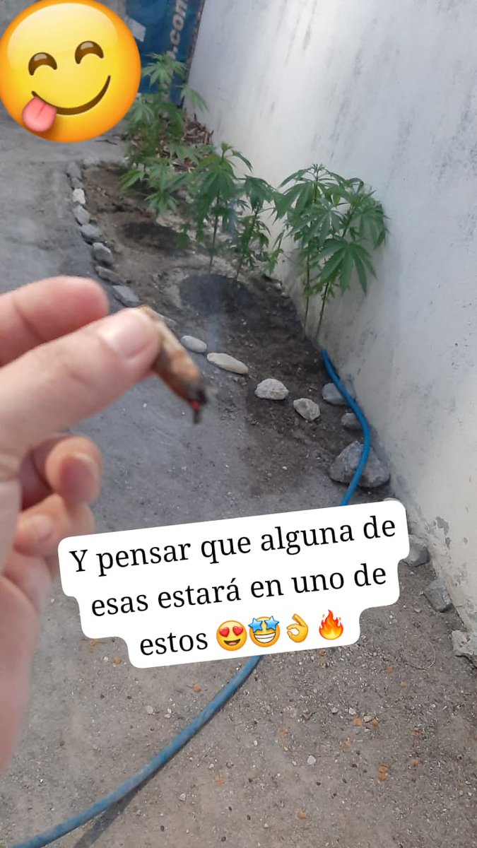 💋Pero solo dime Ale tweet media