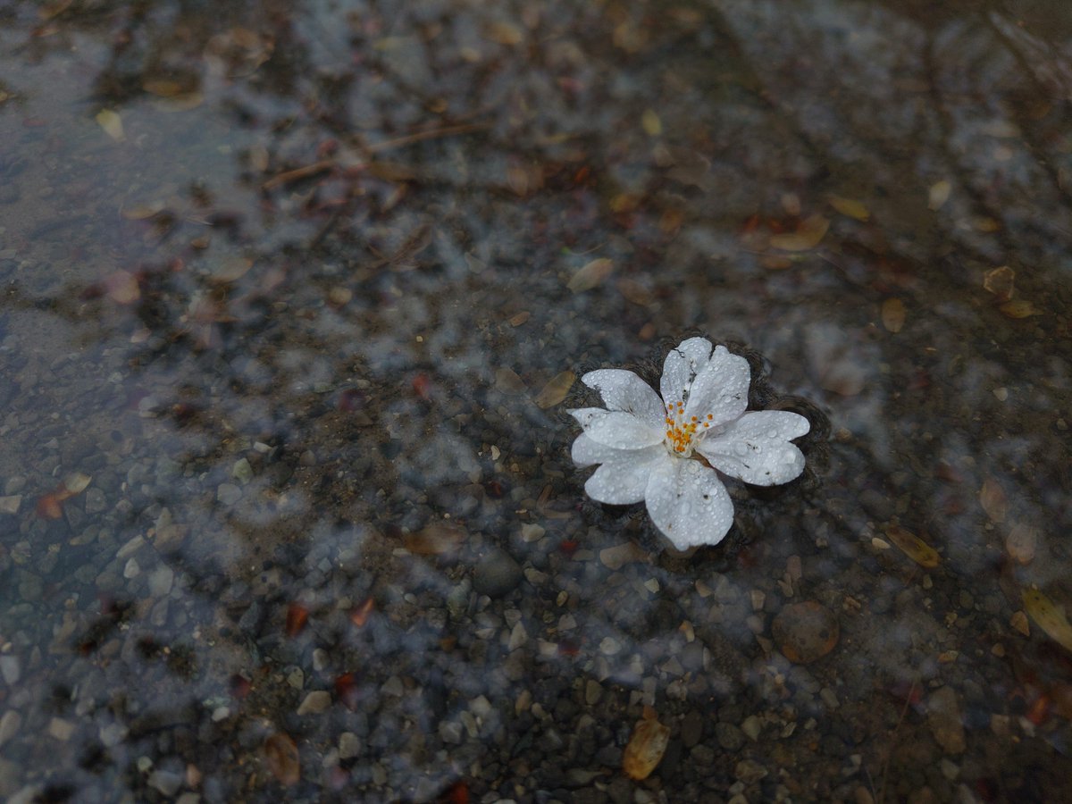 A.KITAGUCHI tweet media