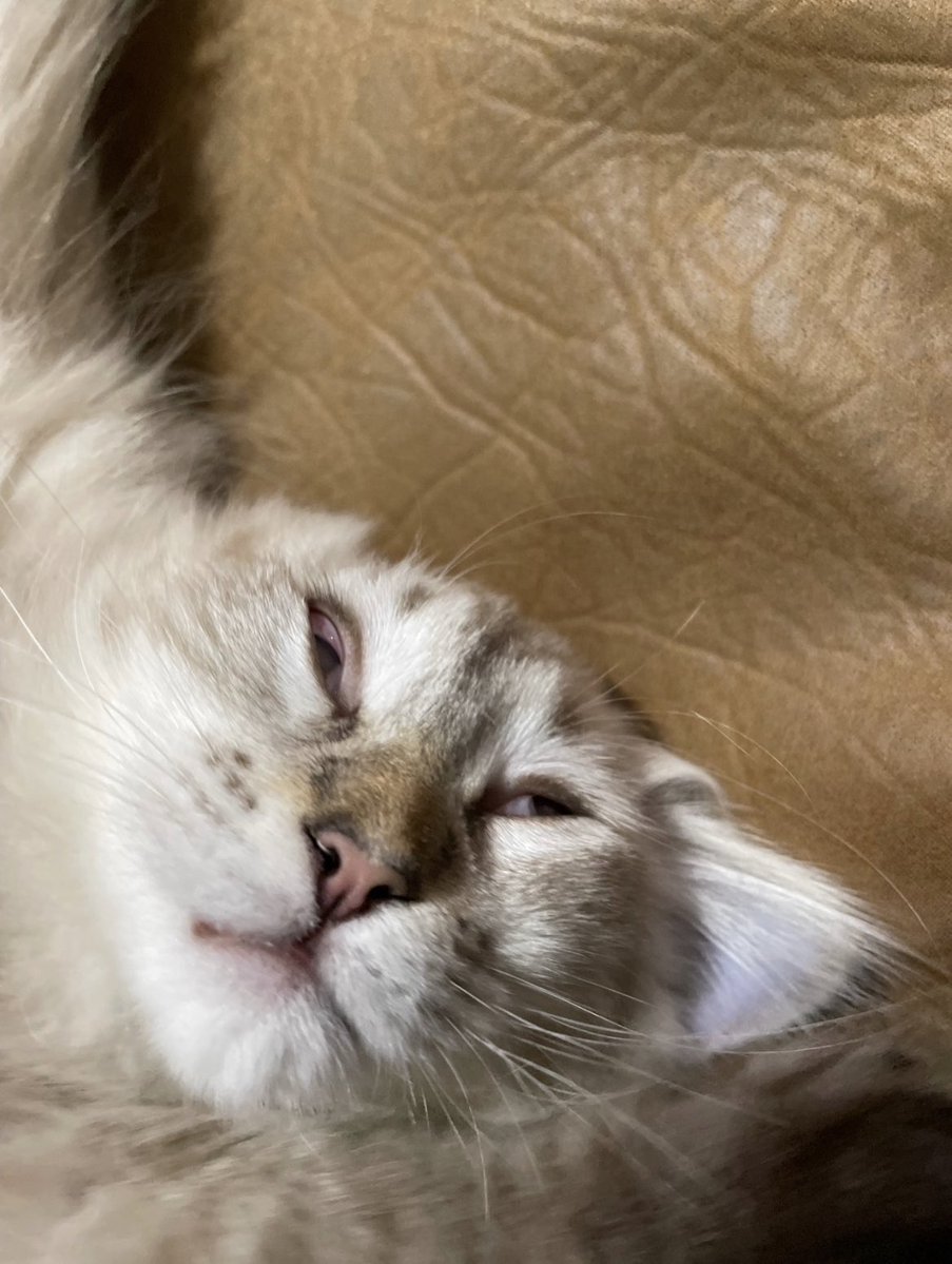 魚介系サイベリアン🐟🐾 tweet media