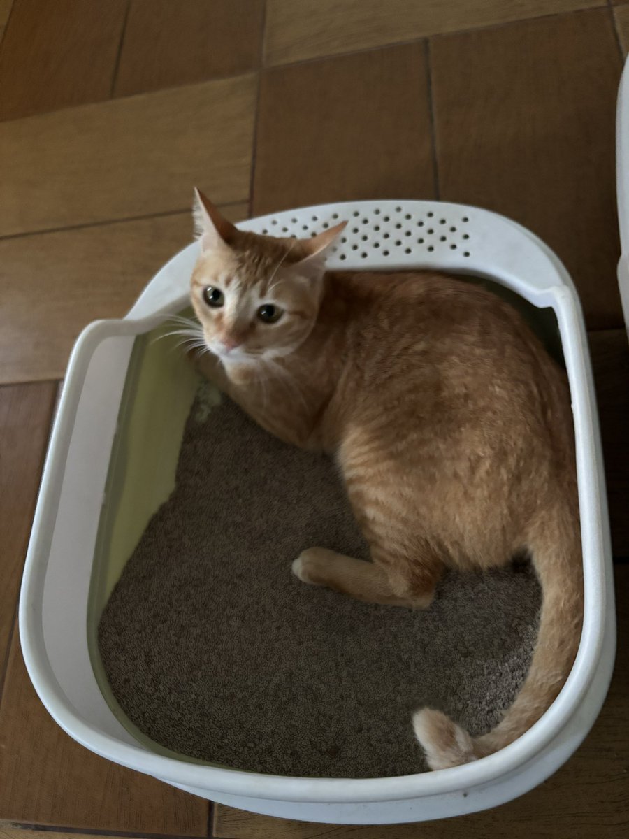 mrs. fifteen kennedy tweet media