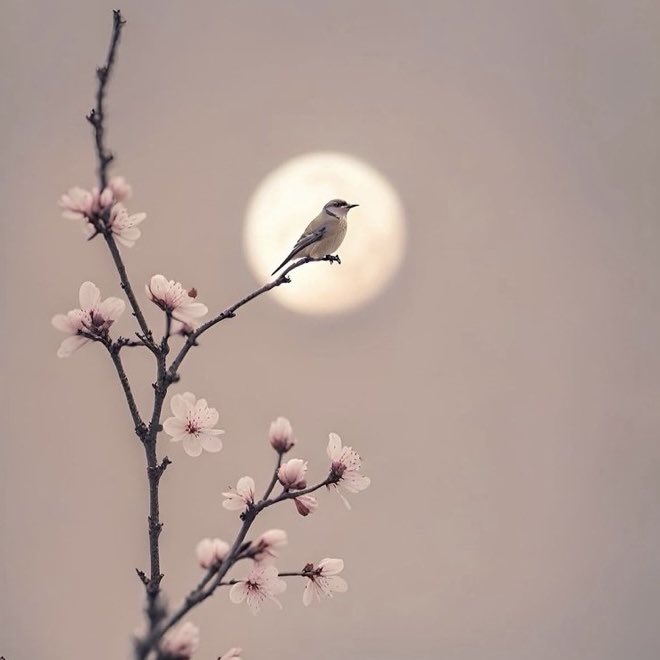 Rose🥀 tweet media