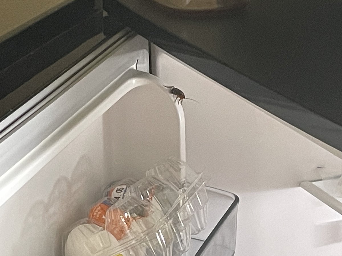 桃蘭音ルリ / エンドラRTA軍団 tweet media