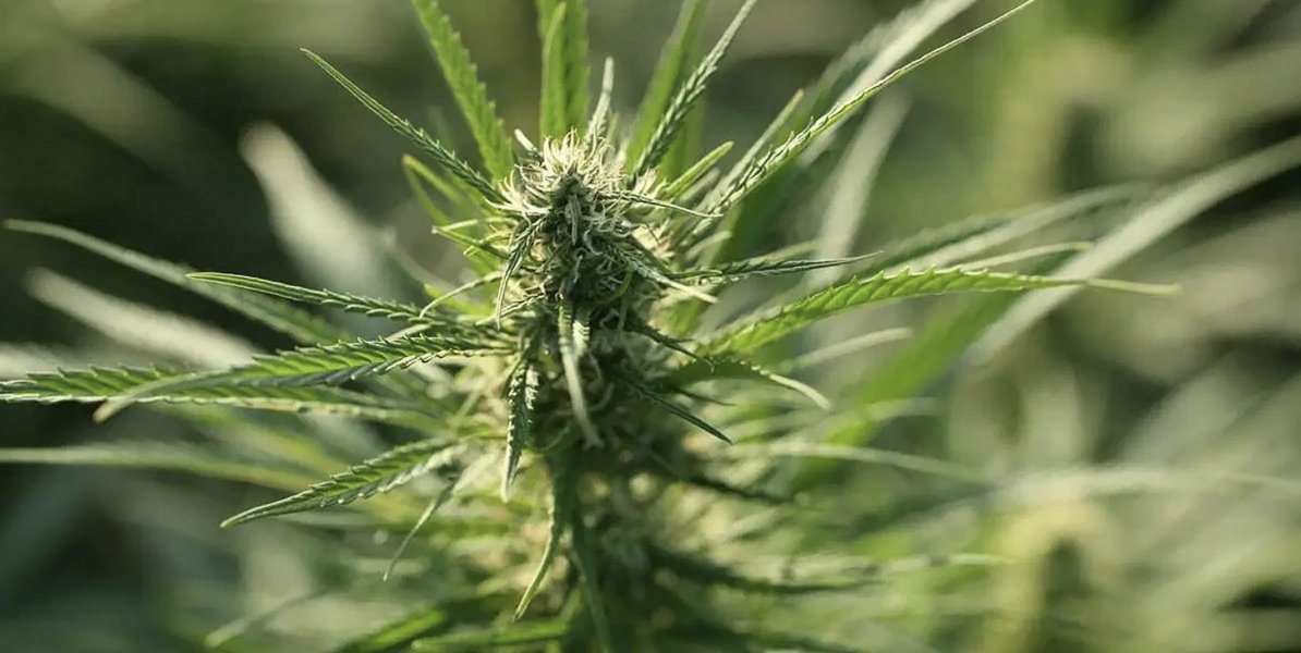 Leafwize's tweet photo. April Showers Bring May Flowers... especially if you use our sale coupon on Hemp Seeds! (Technically you can use it on anything in the CBD store.) Use code: OWLSPRING 
https://t.co/JJlTJfhxIV https://t.co/7ttrsx9uo9