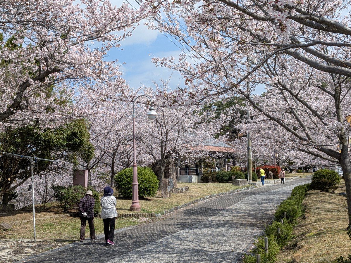 🌸尾道観光協会[おのなび]（広島県） tweet media