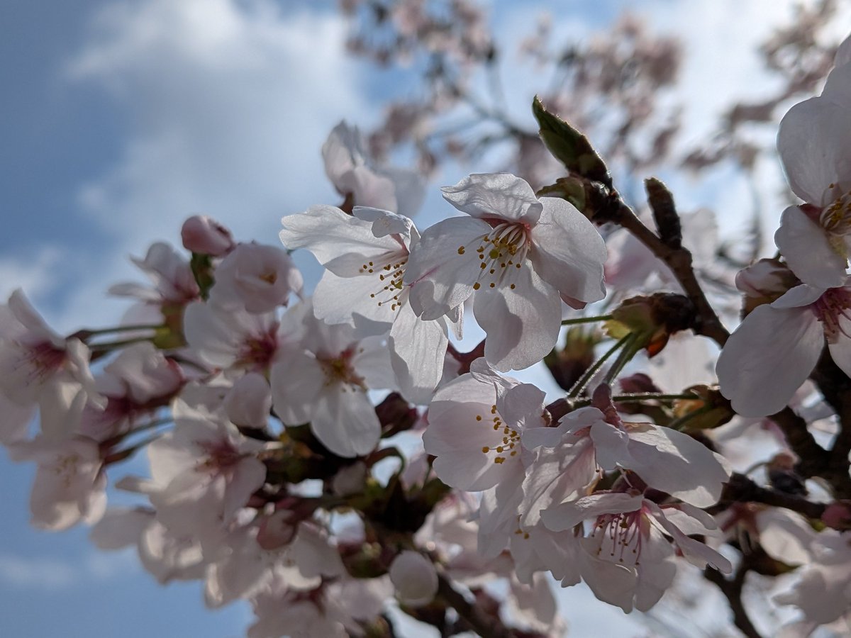 🌸尾道観光協会[おのなび]（広島県） tweet media