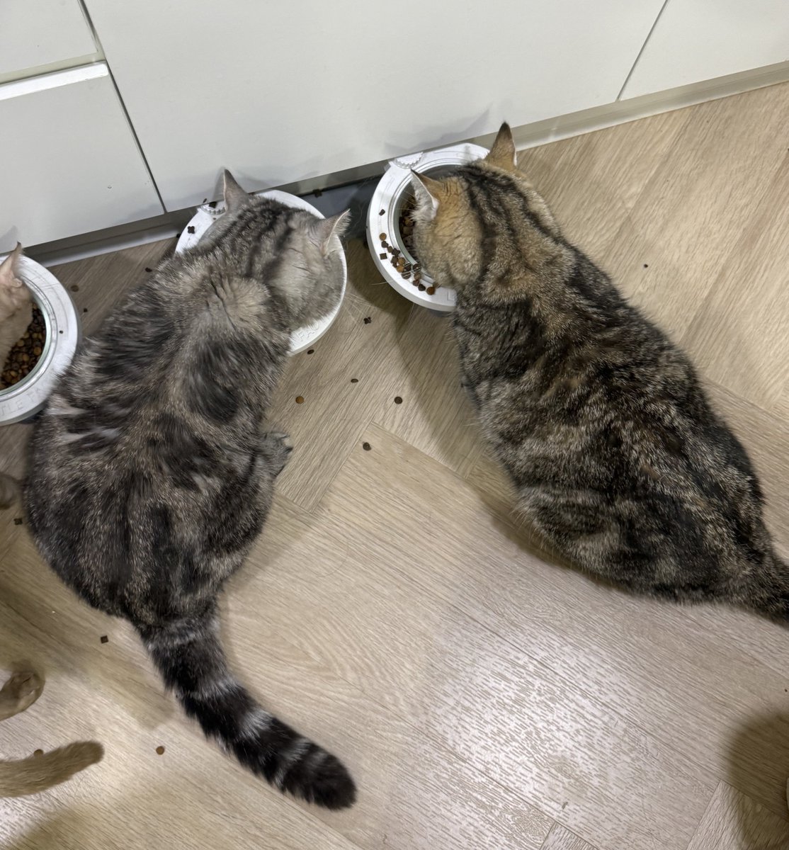 DNVP 💋 (Malonfamily) tweet media