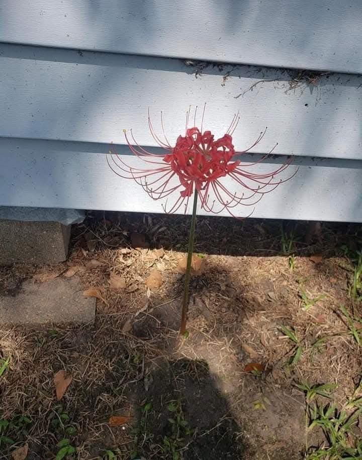 nostalgia tweet media