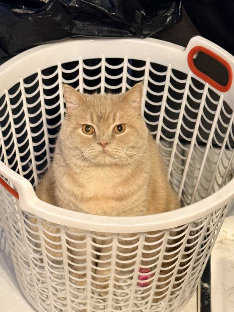 پژواک tweet media