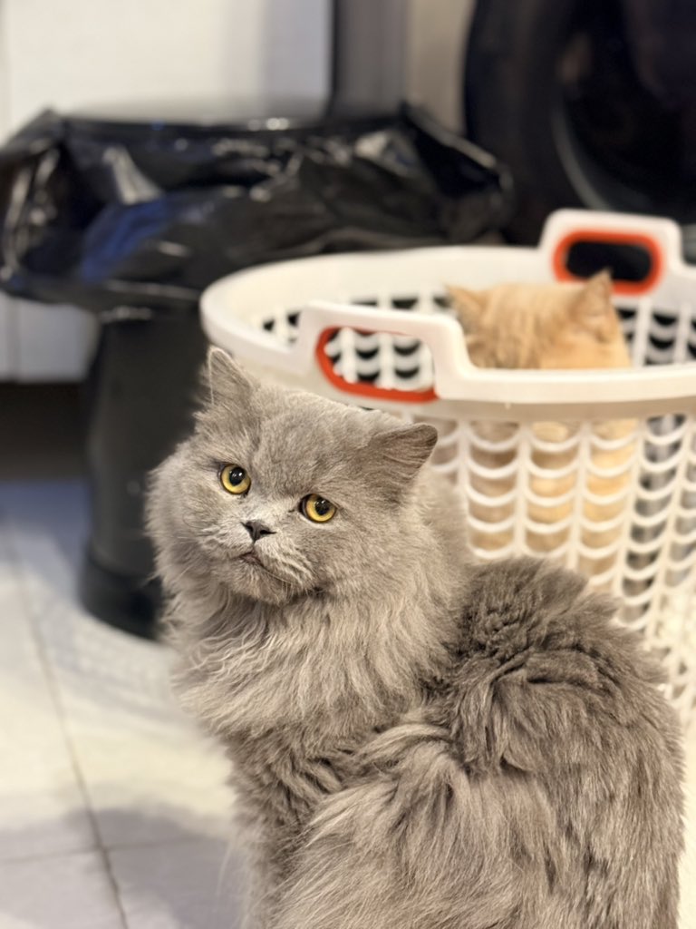 پژواک tweet media