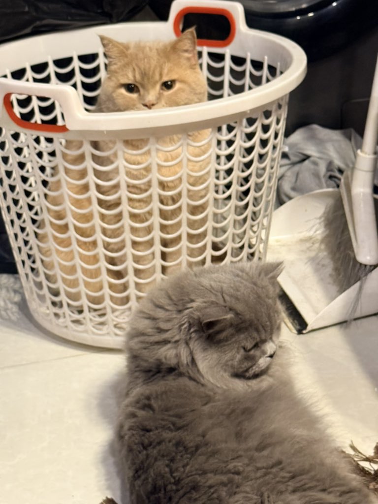 پژواک tweet media