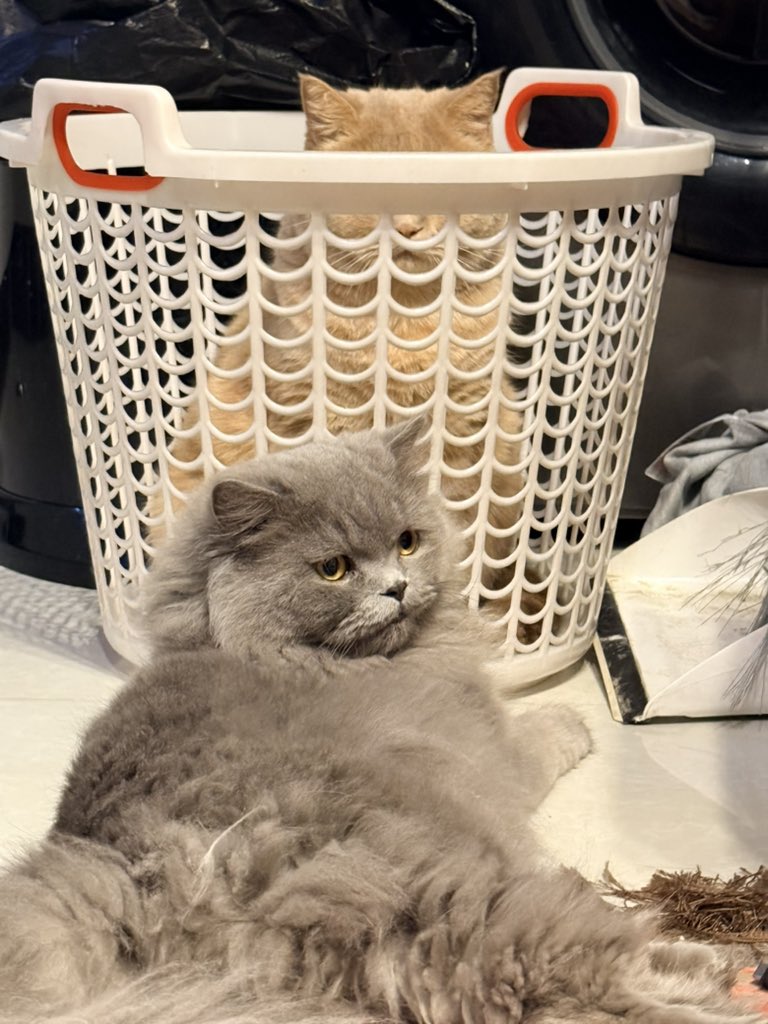 پژواک tweet media