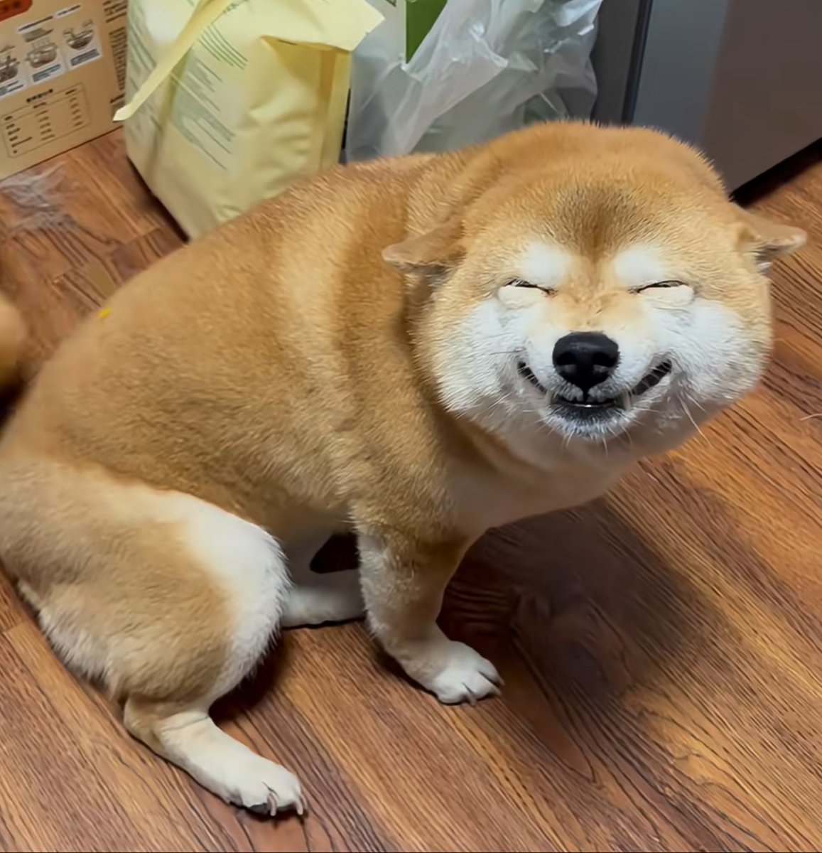 dangshaoliu's tweet photo. @takaichi_sanae @EmmanuelMacron 秋田君、あなたの故郷の桜が咲いた。 https://t.co/0aXqdZas16