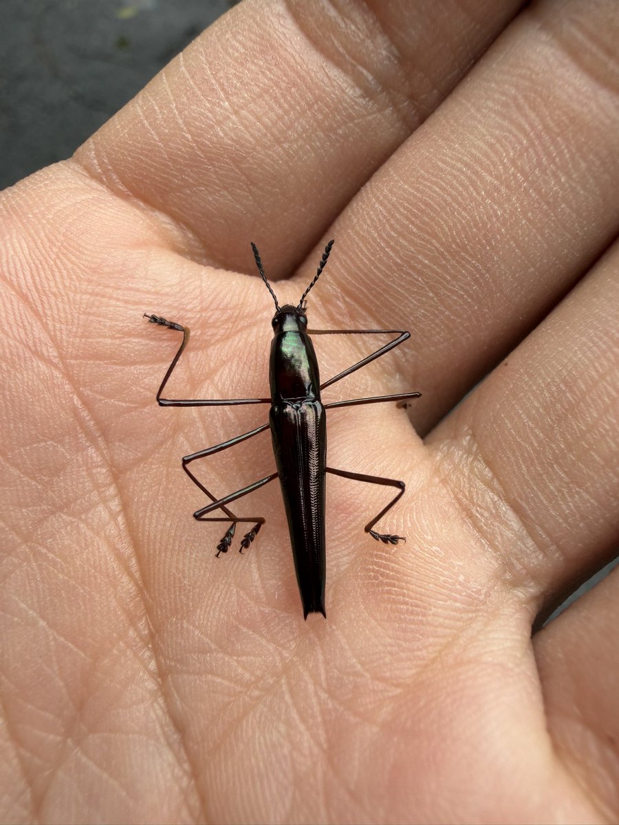 なべっちょ🦀 tweet media