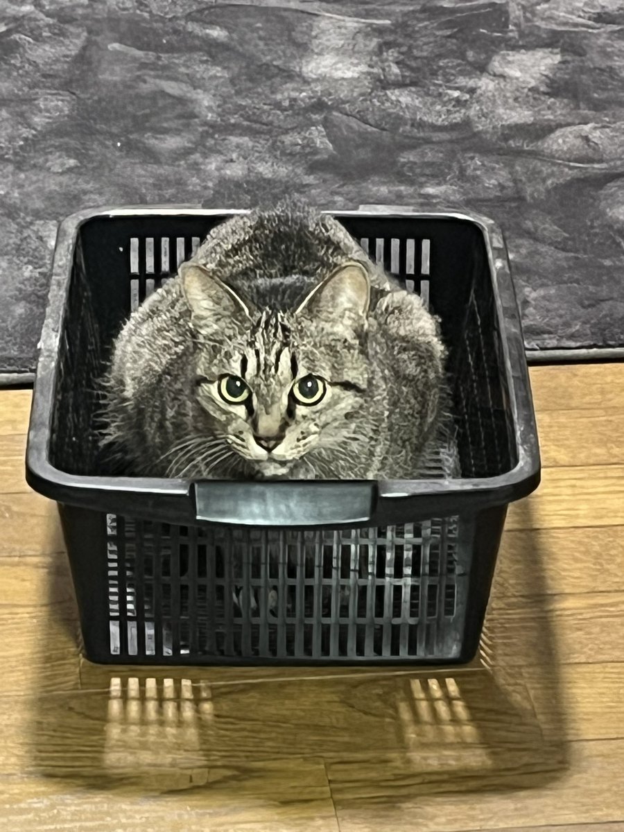 くりーぱーかー VRC tweet media