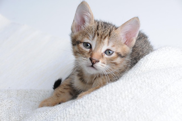 Dean Fischer tweet media