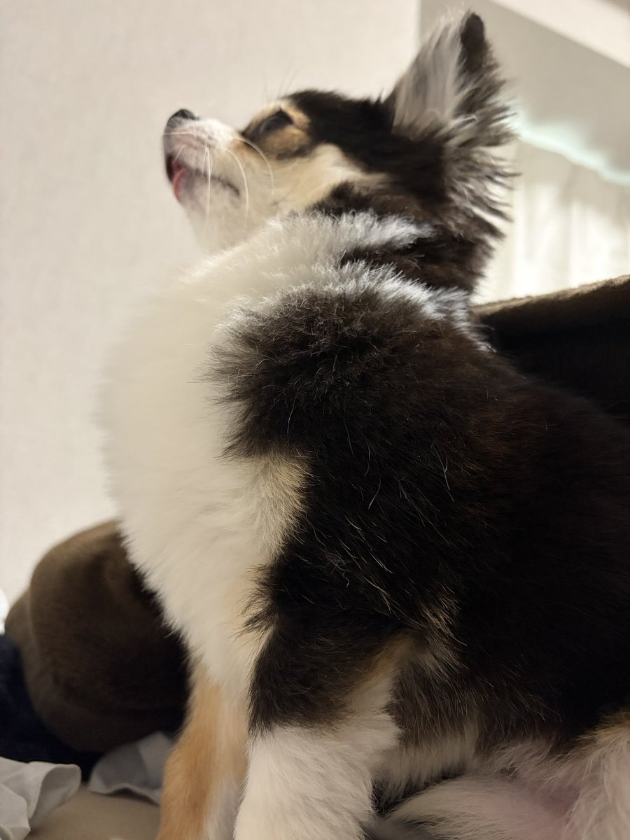 [速報] 犬が自慢の胸毛を披露