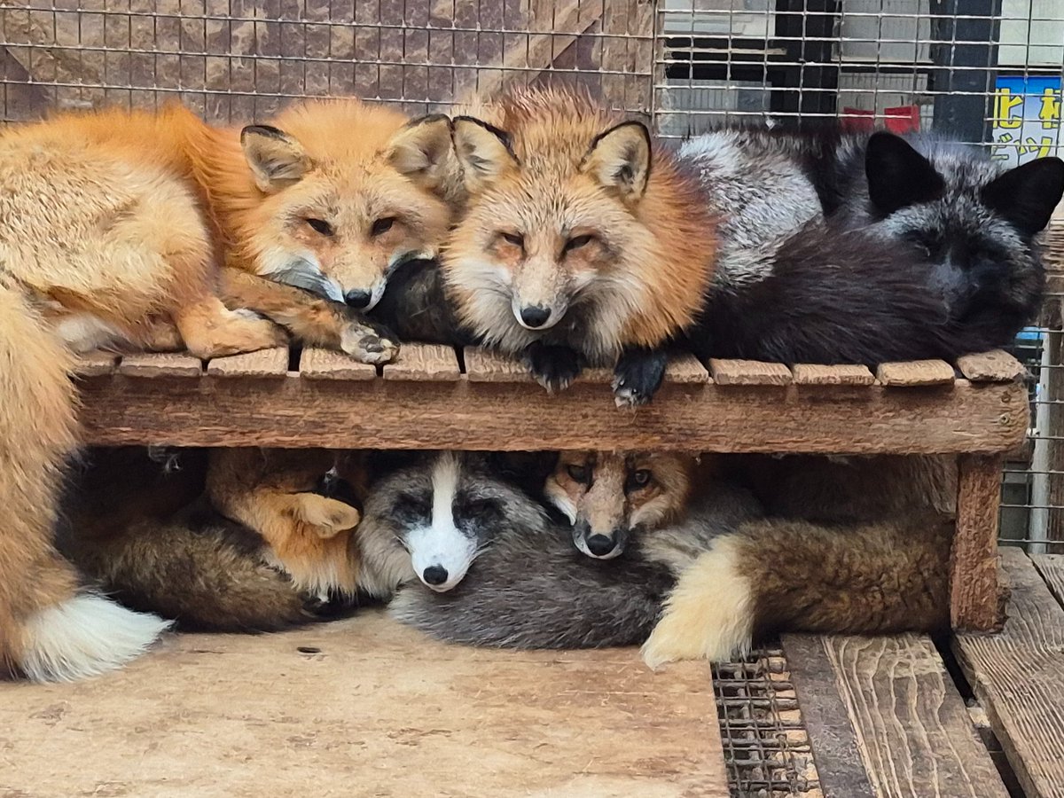 宮城蔵王キツネ村(公式)🦊 tweet media