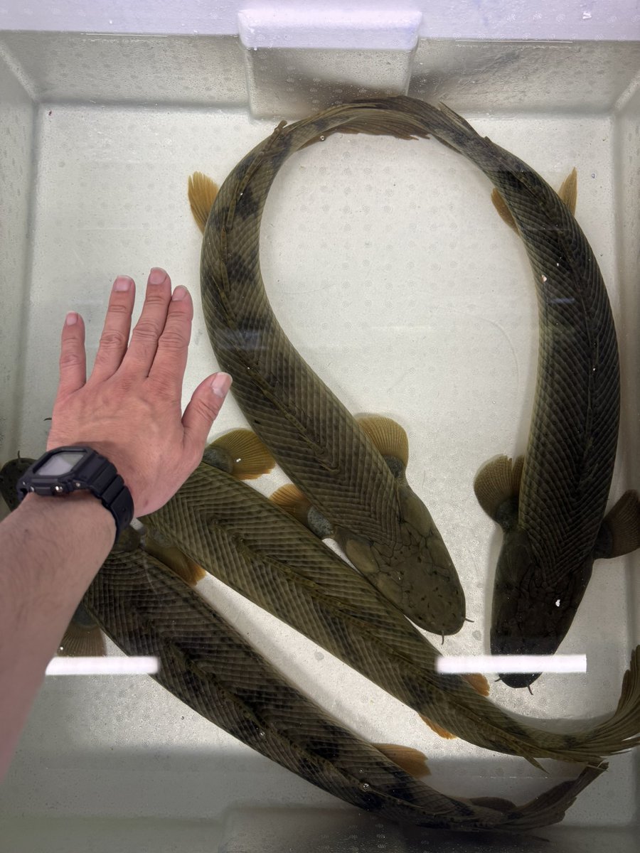 AQUA STYLE G tweet media