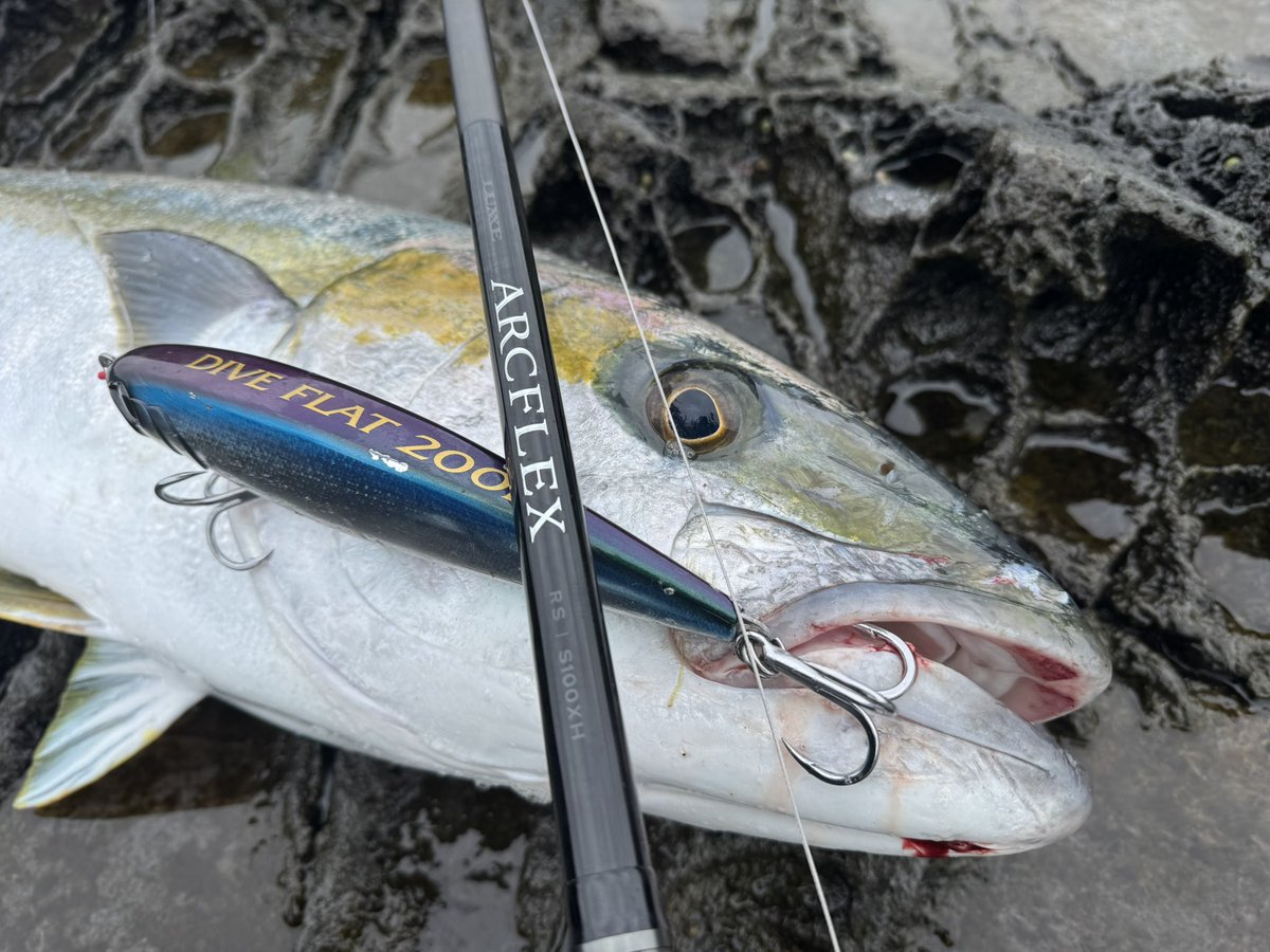 surf185_1091's tweet photo. 今シーズン初釣行で
119cm 15.30kg！！

条件が揃ってる狙いのタイミングで行って
狙って獲った1匹！！気持ち良すぎ！！

ARCFLEXRS100XHが
柔軟にそして粘り強く受け止めてくれて
ファイトがかなりしやすかった

YouTubeにも投稿する予定なので
お楽しみに！！ https://t.co/NHTVAPwPQ4