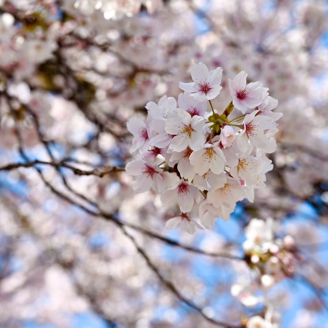 富大祭 tweet media