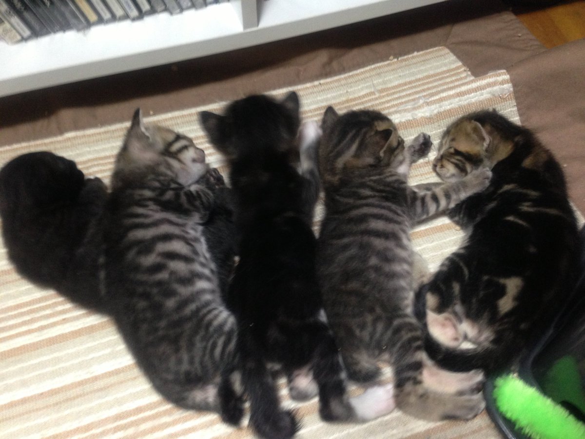 成瀬晶 tweet media