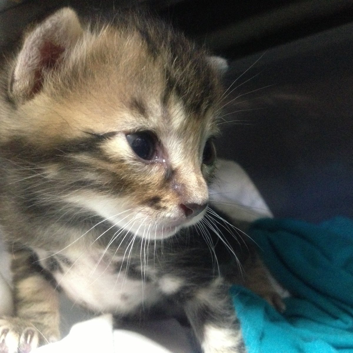 成瀬晶 tweet media