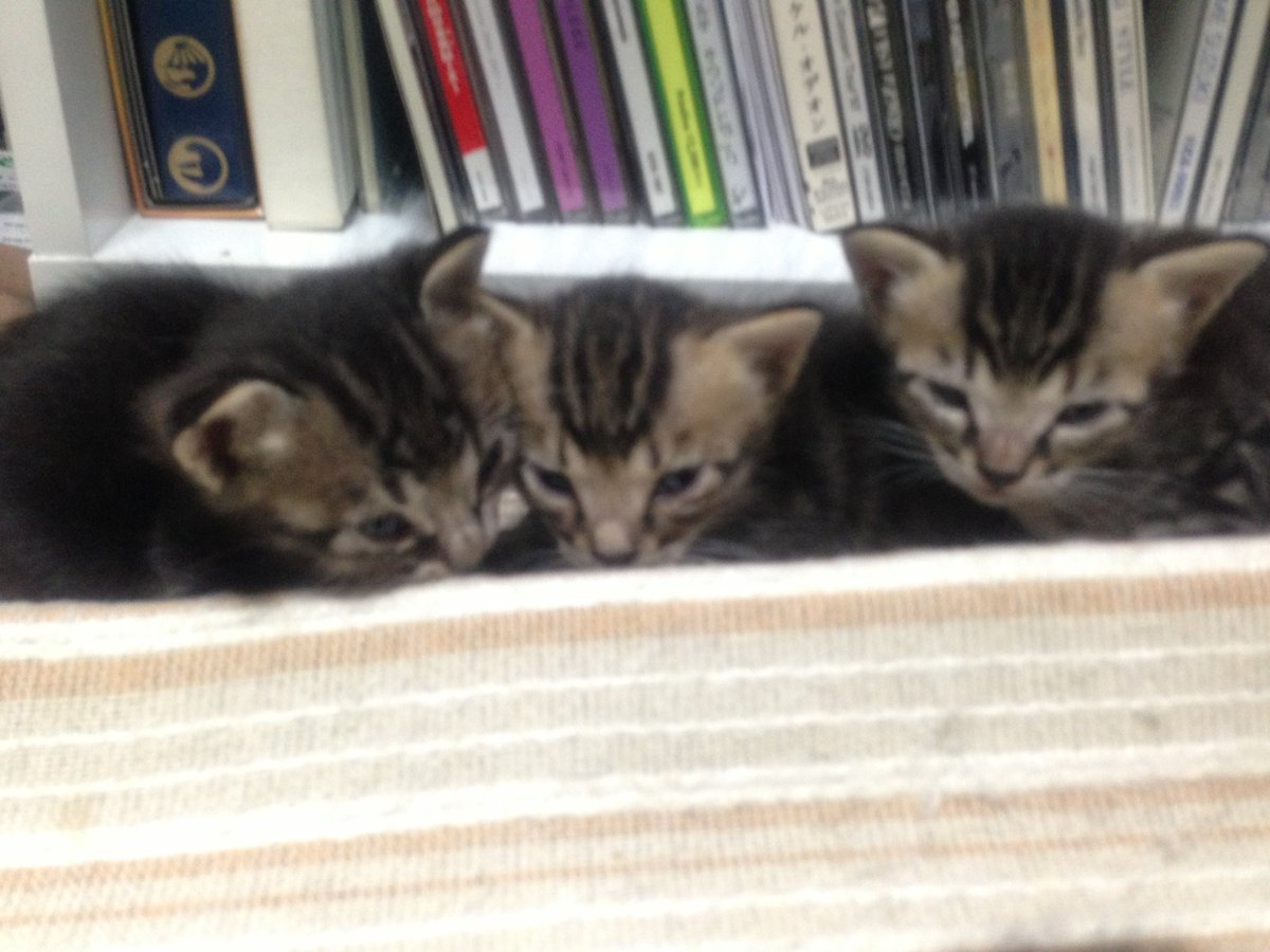 成瀬晶 tweet media