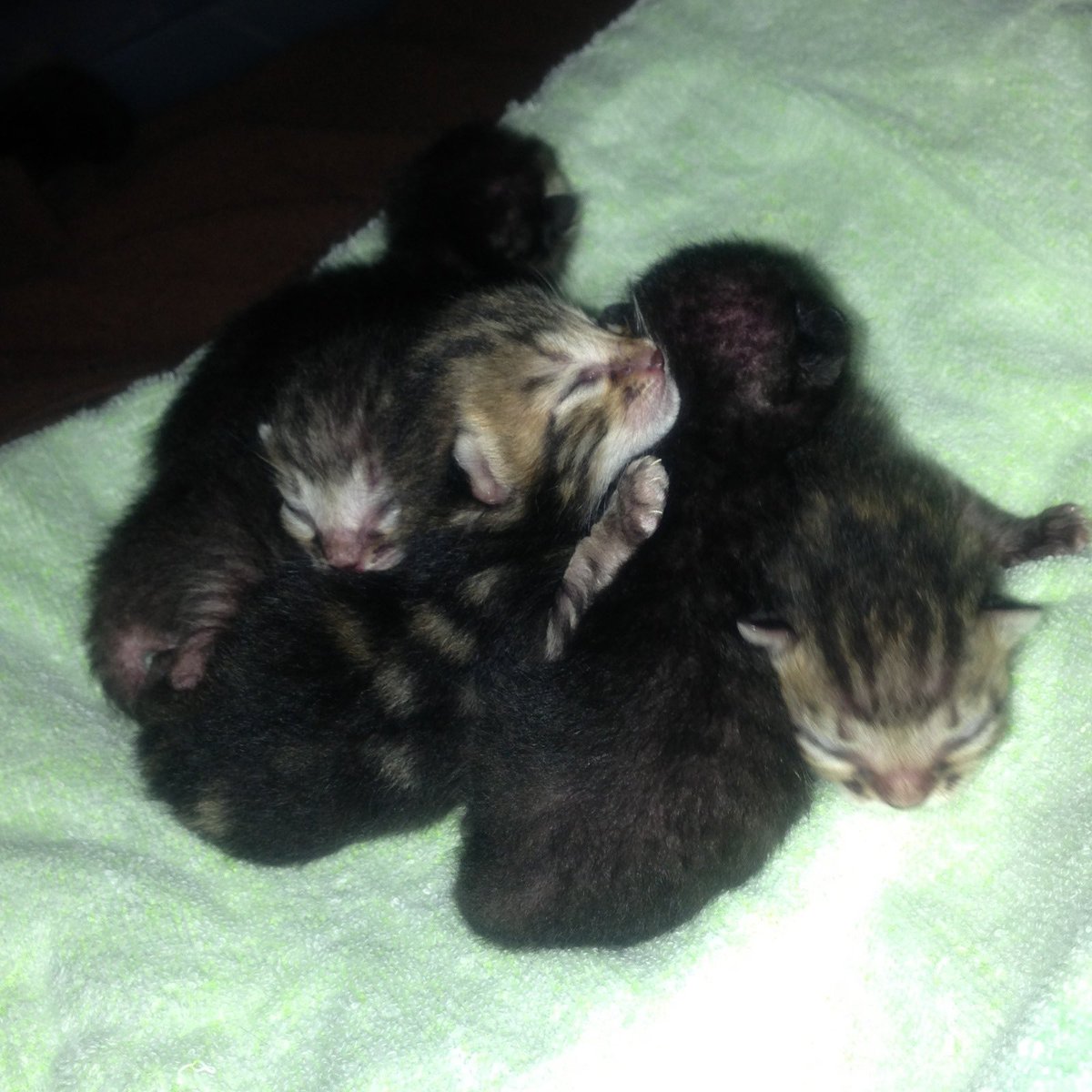 成瀬晶 tweet media