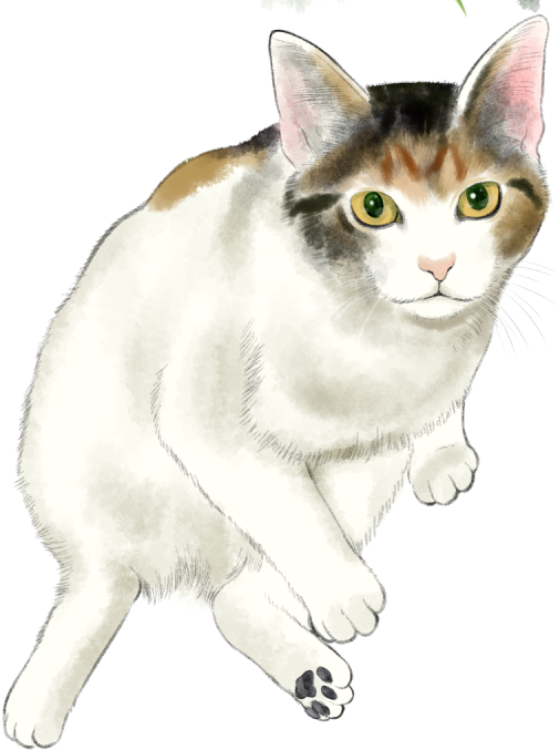「猫練習」|竹下けんじろうのイラスト