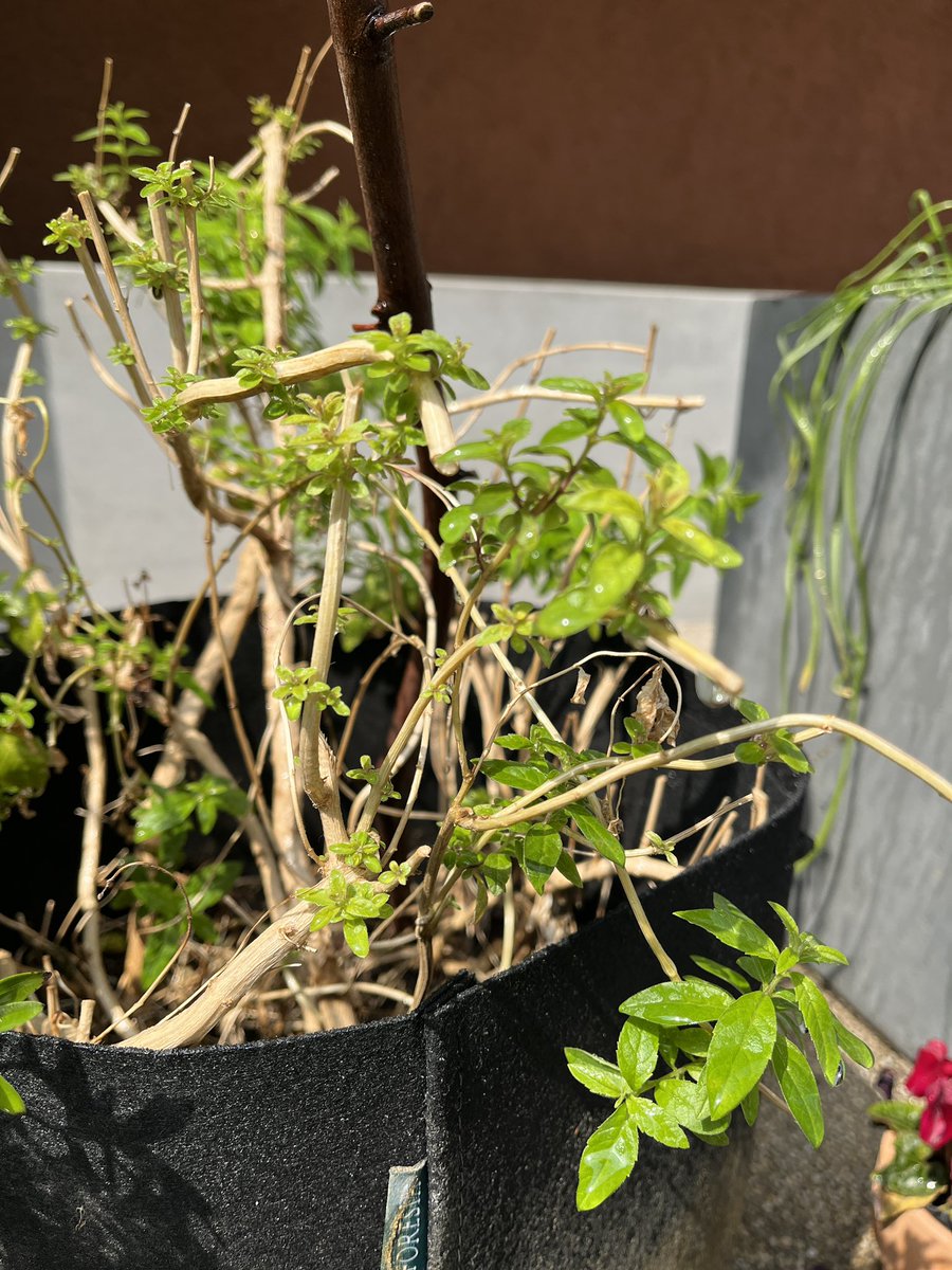 サウナラボ神田/SaunaLab Kanda tweet media