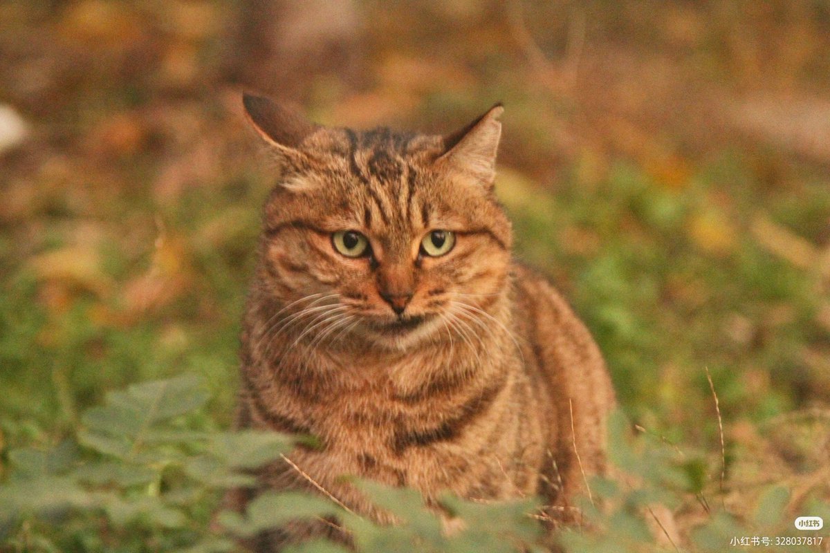 想当一只猫(互fo🇨🇳) tweet media