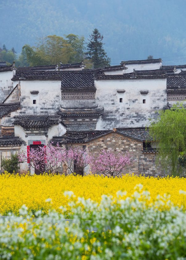 Molly爱摄影（100%互 tweet media