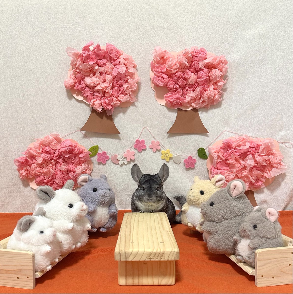 ちーこっこ🐭 tweet media