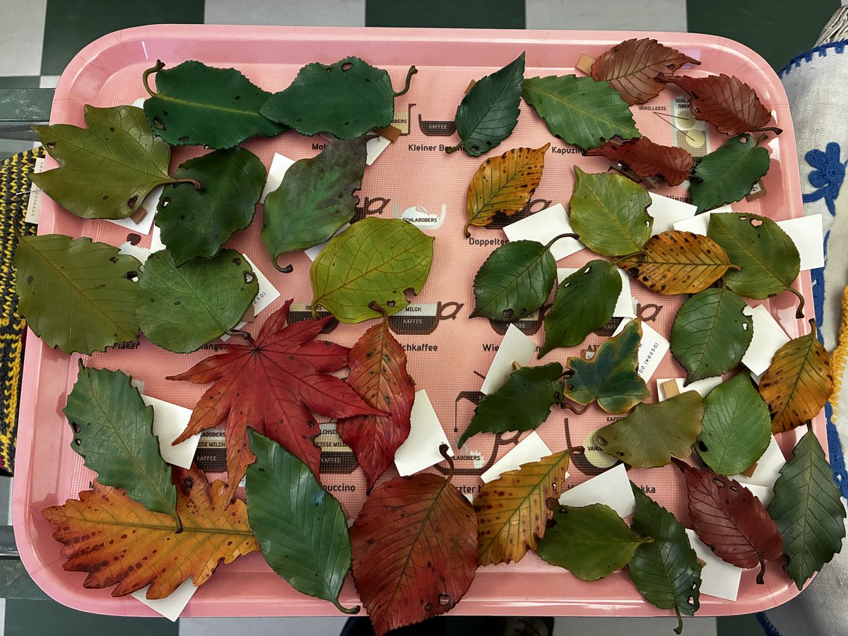 ヒノホ【デザフェスＰ-154】 tweet media