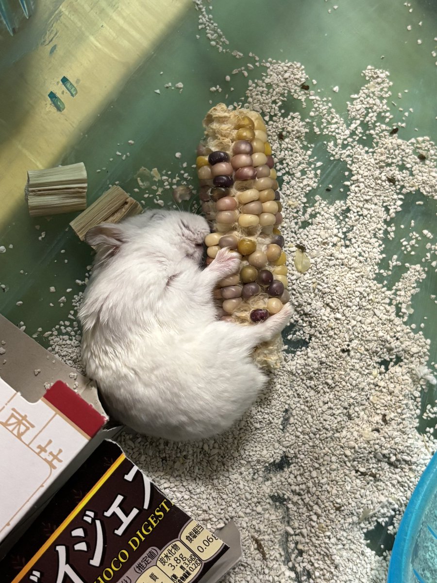 うり坊 tweet media